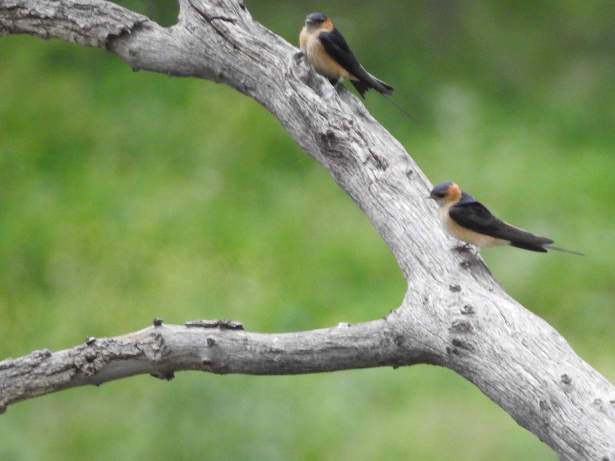 Red-rumped Swallow - ML326564161
