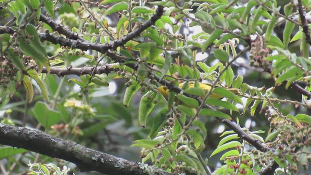 Yellow Warbler (Northern) - ML326568211