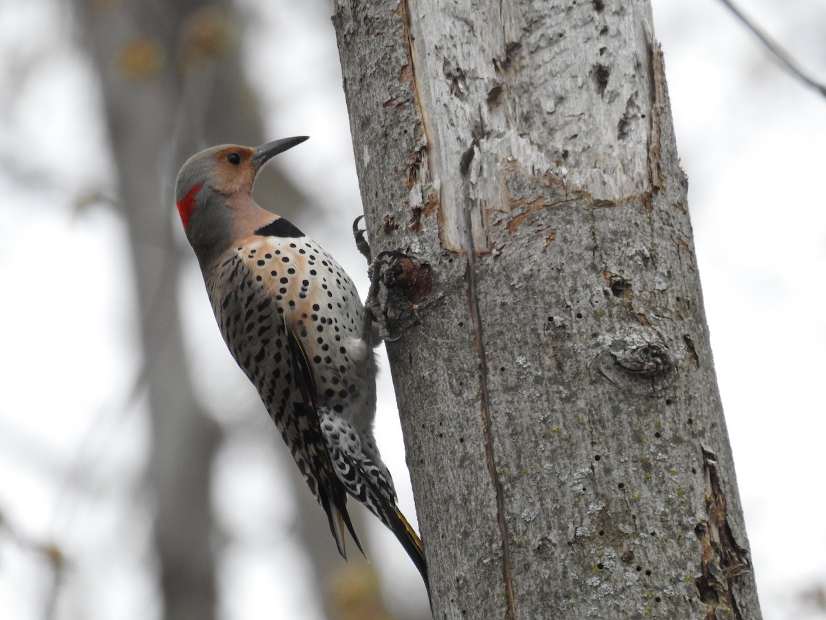 Northern Flicker (Yellow-shafted) - ML326568981