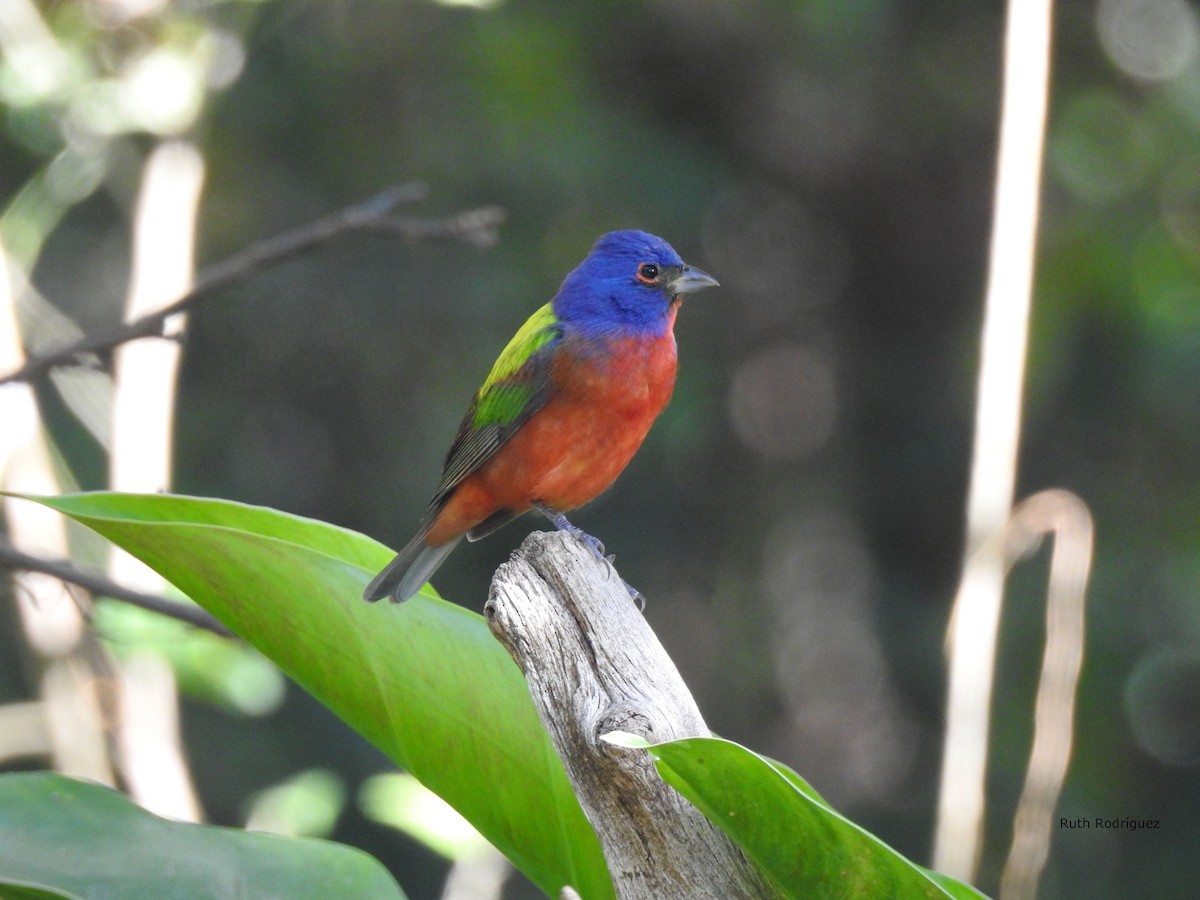 Painted Bunting - ML326572641