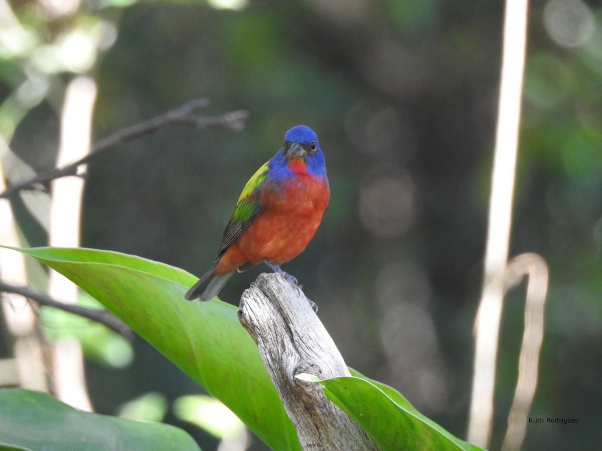 Painted Bunting - ML326572851