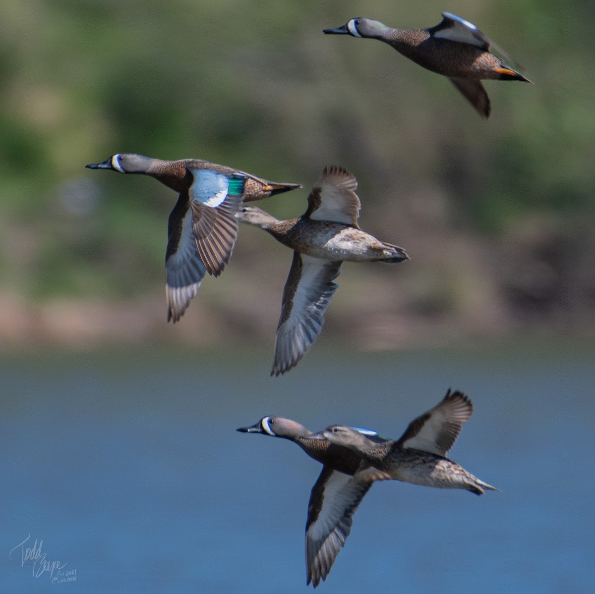 Blue-winged Teal - ML326572921