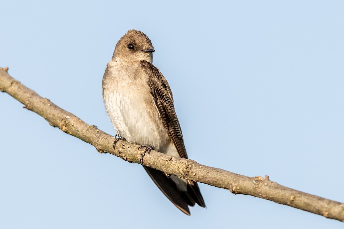 Northern Rough-winged Swallow - ML326574731