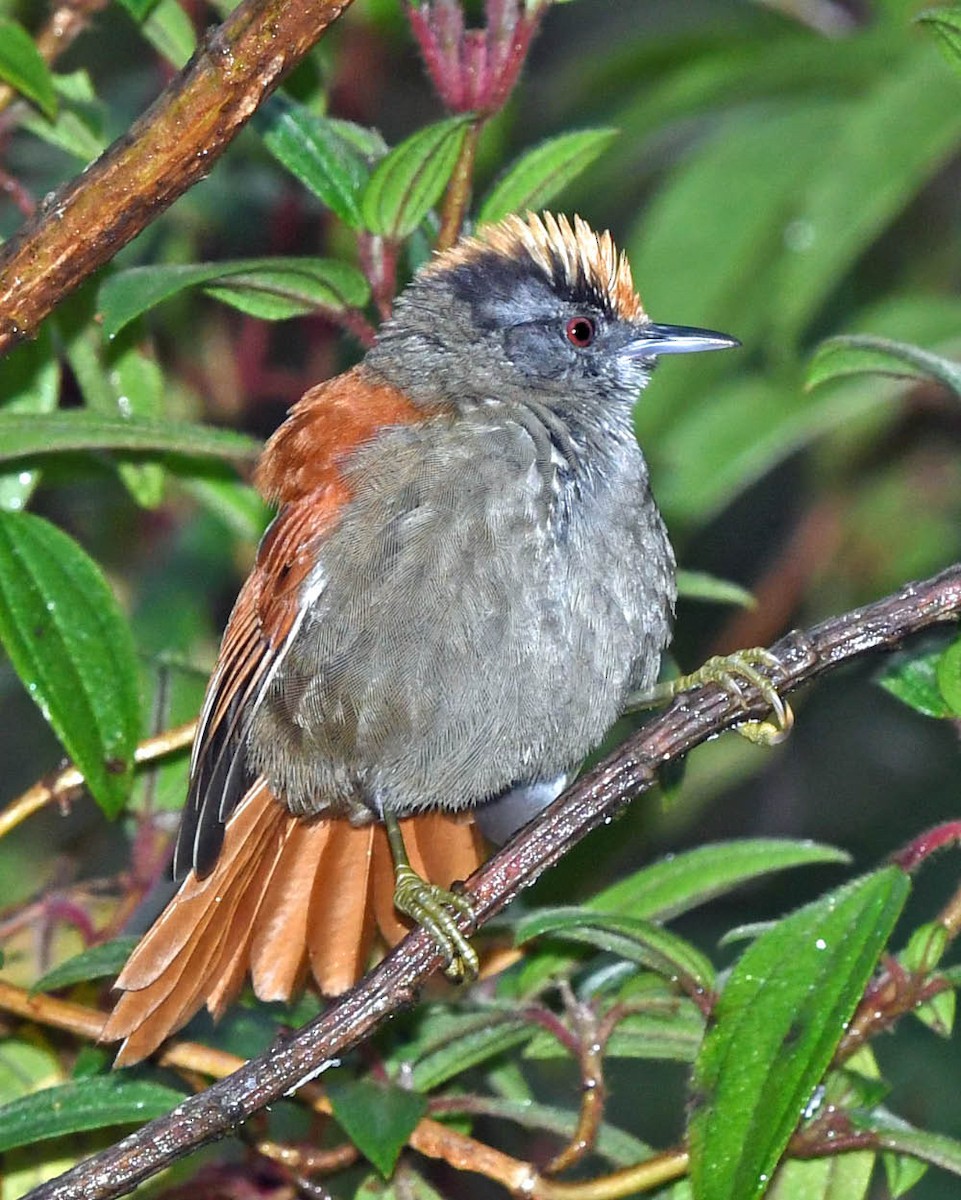 Light-crowned Spinetail - ML326575031