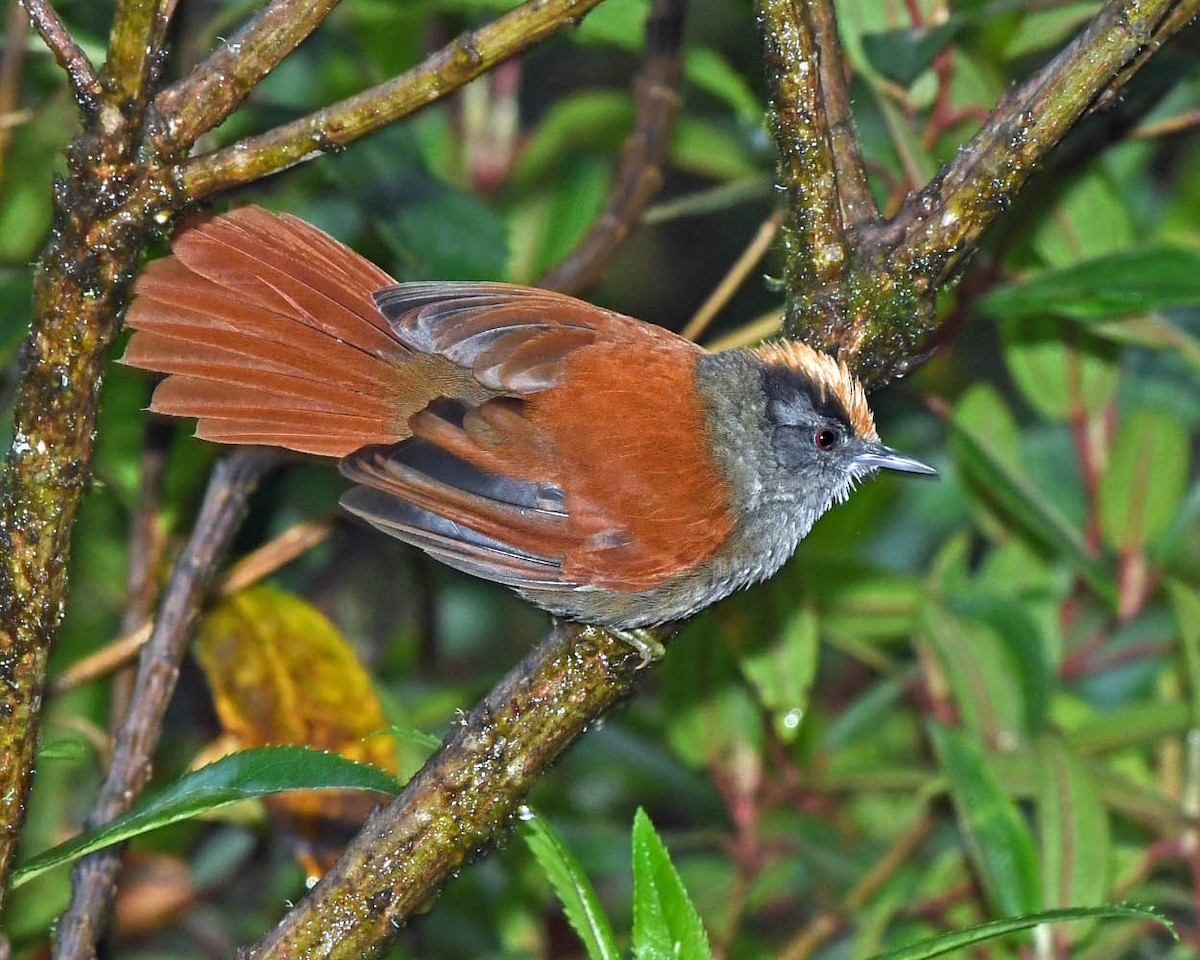 Light-crowned Spinetail - ML326575041