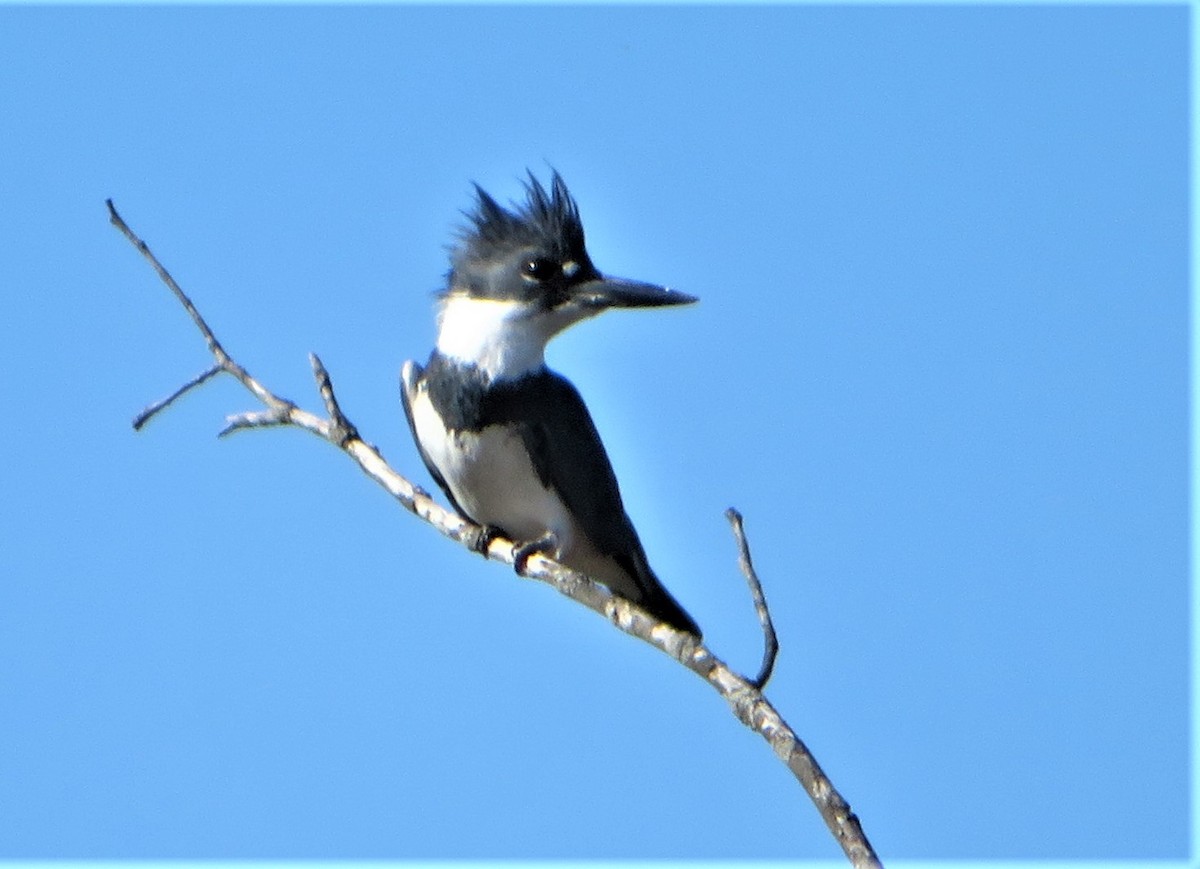 Belted Kingfisher - Kevin Topping