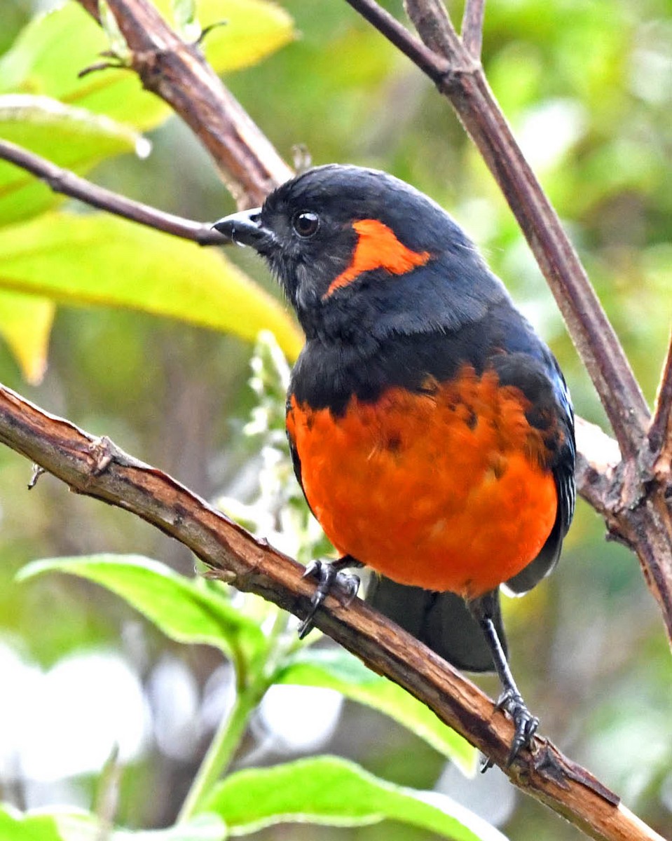 Scarlet-bellied Mountain Tanager - ML326579061