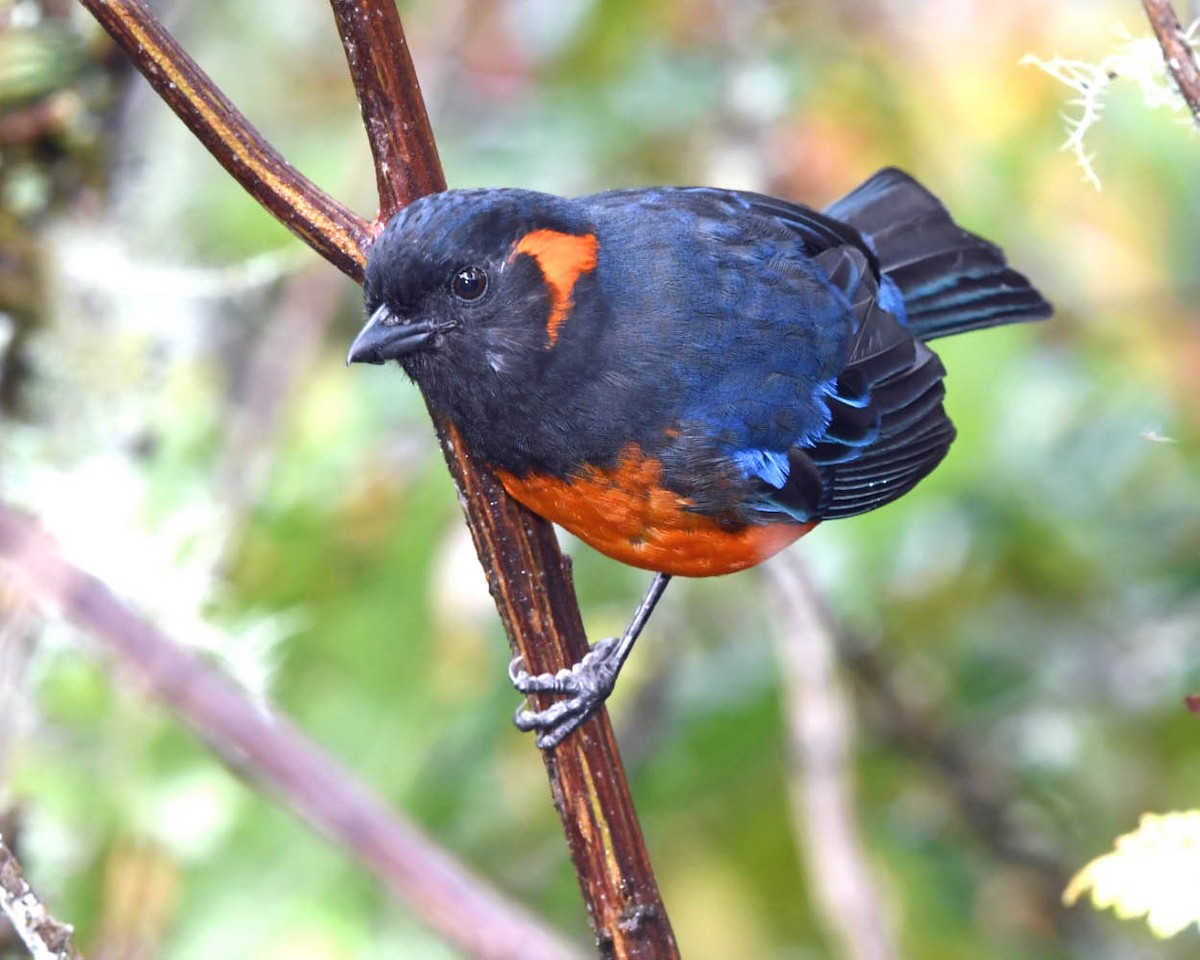 Scarlet-bellied Mountain Tanager - ML326579471
