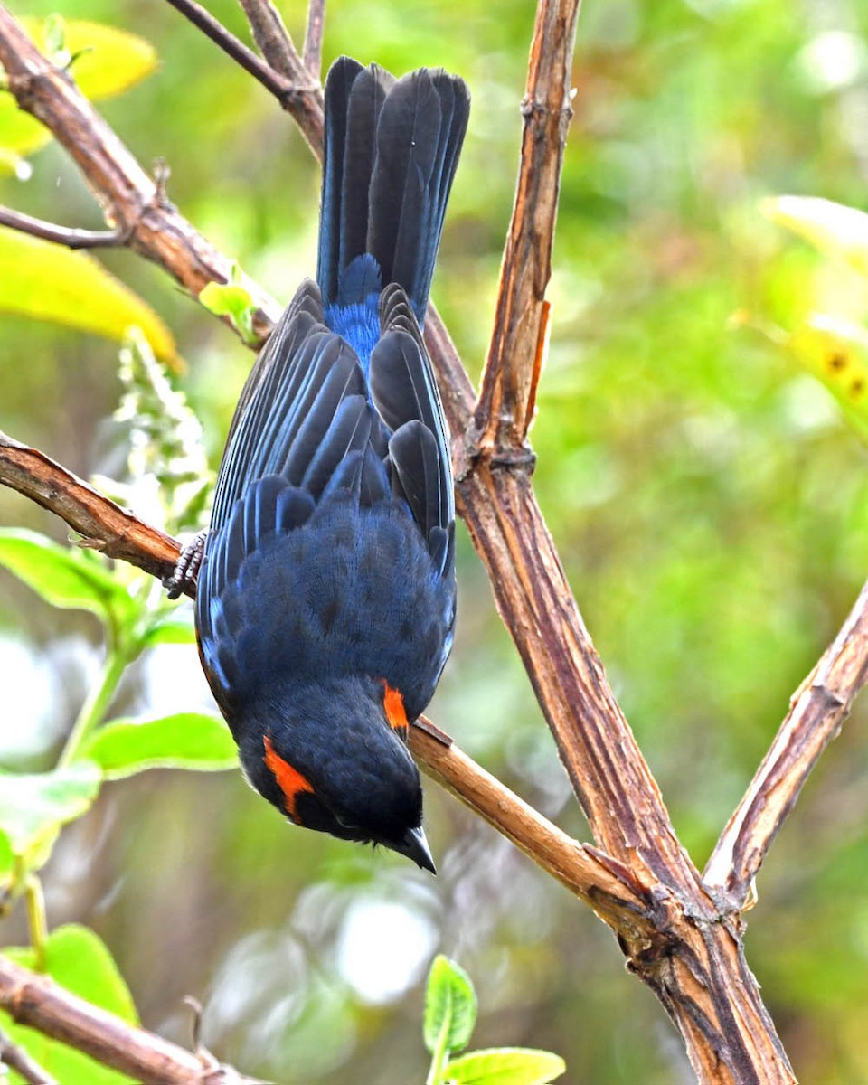 Scarlet-bellied Mountain Tanager - ML326579481