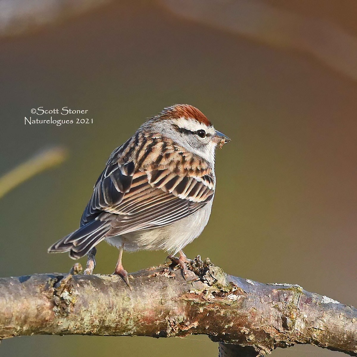 Chipping Sparrow - Scott Stoner