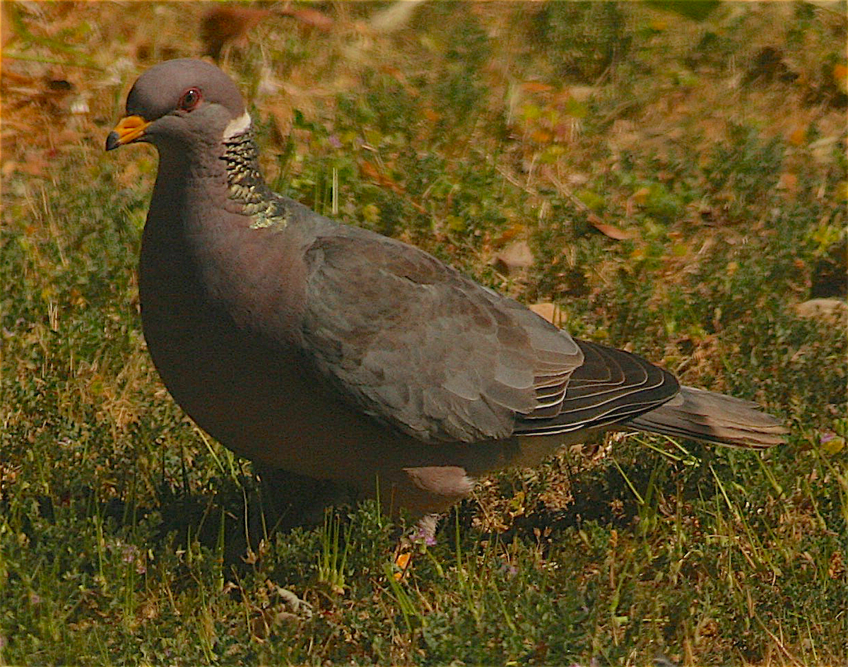 Band-tailed Pigeon - ML326587701