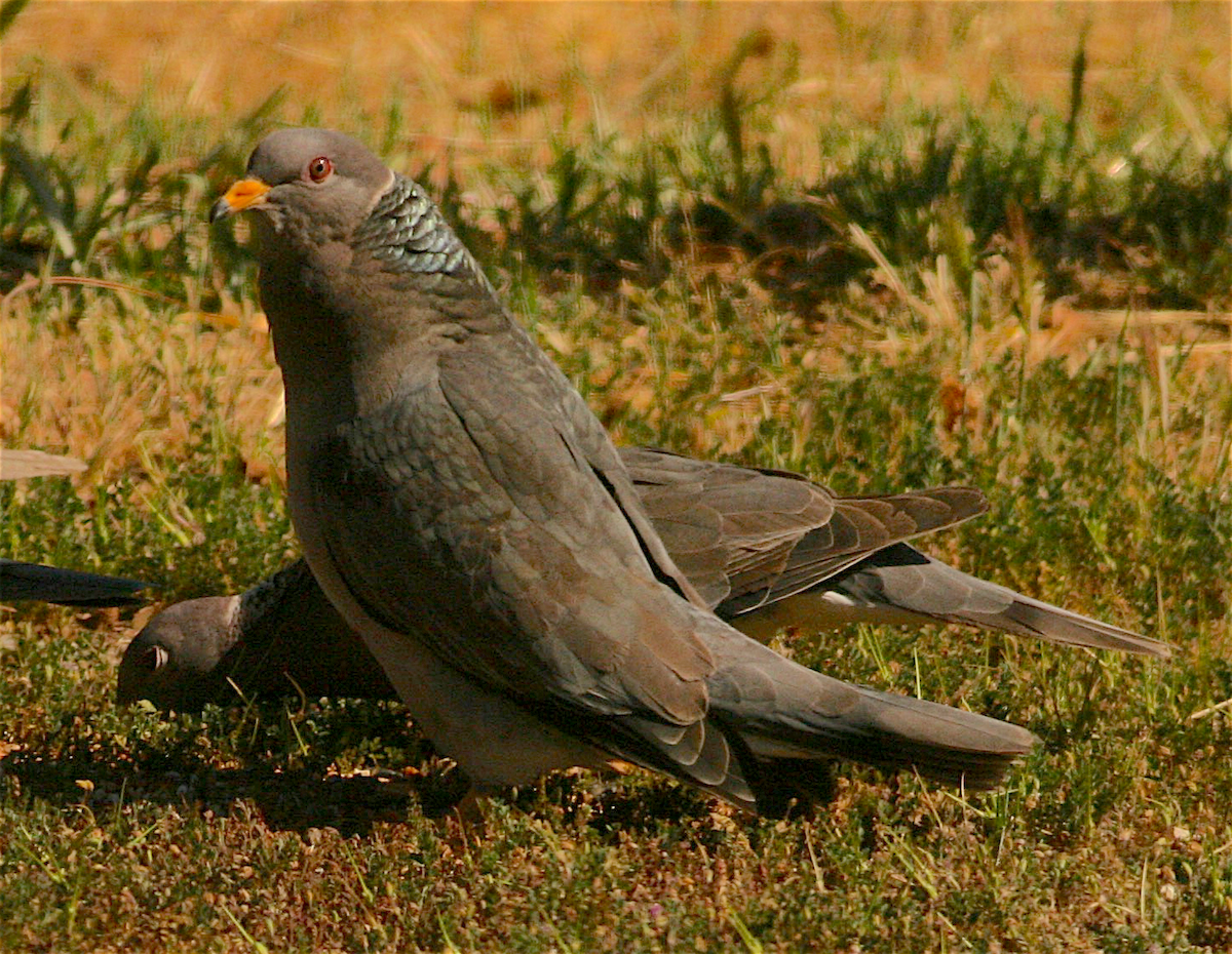 Band-tailed Pigeon - ML326587731