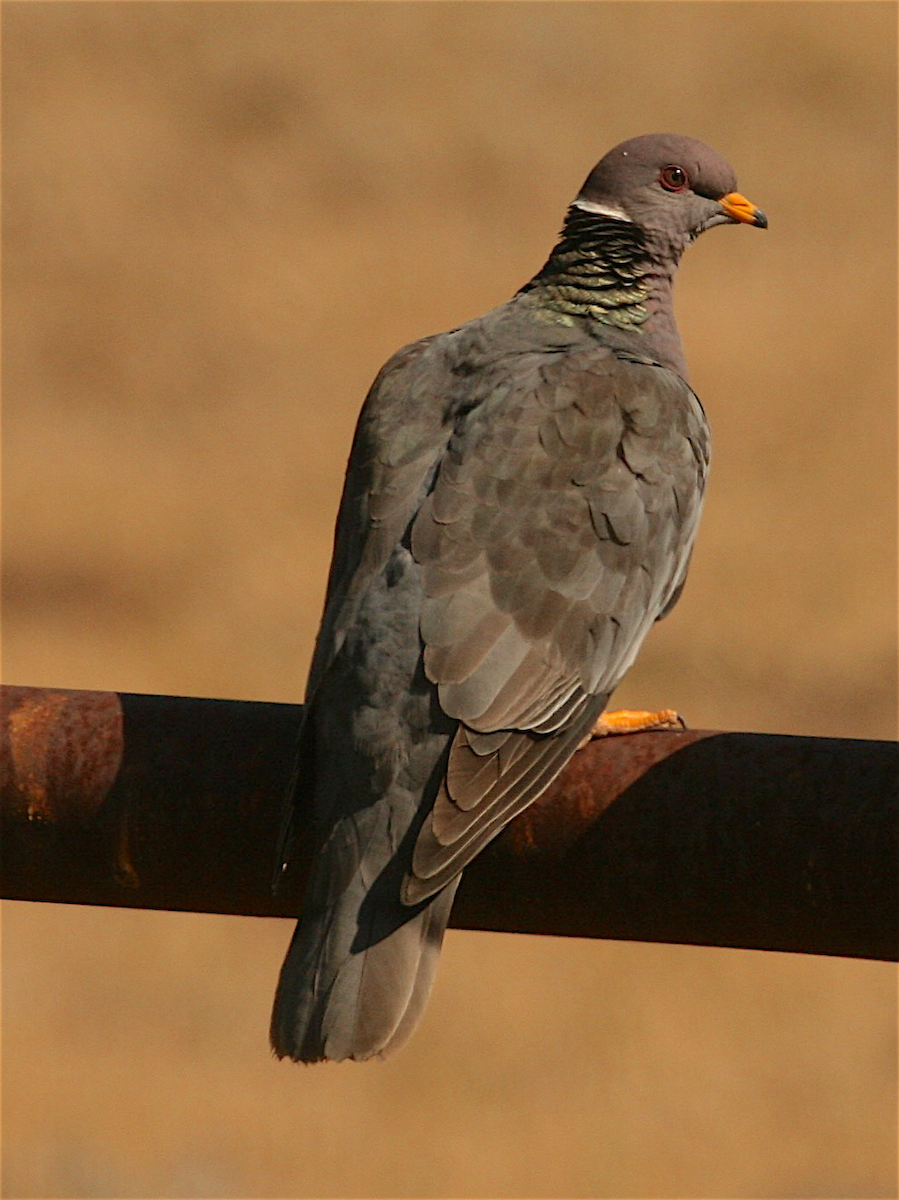 Band-tailed Pigeon - ML326587761