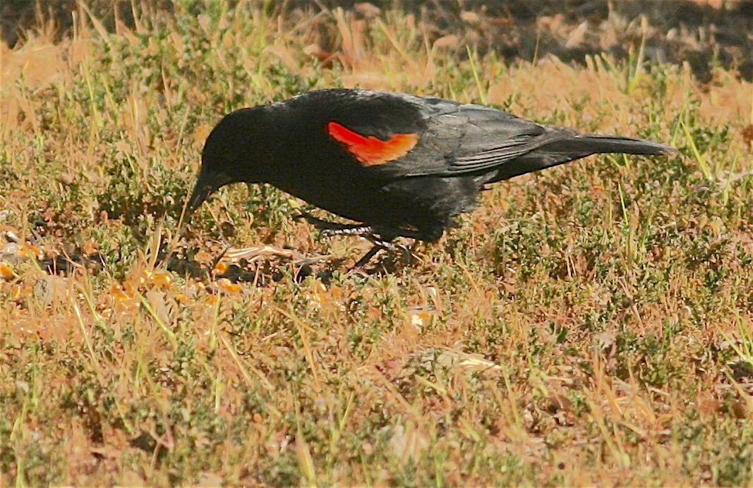 Red-winged Blackbird - ML326588141