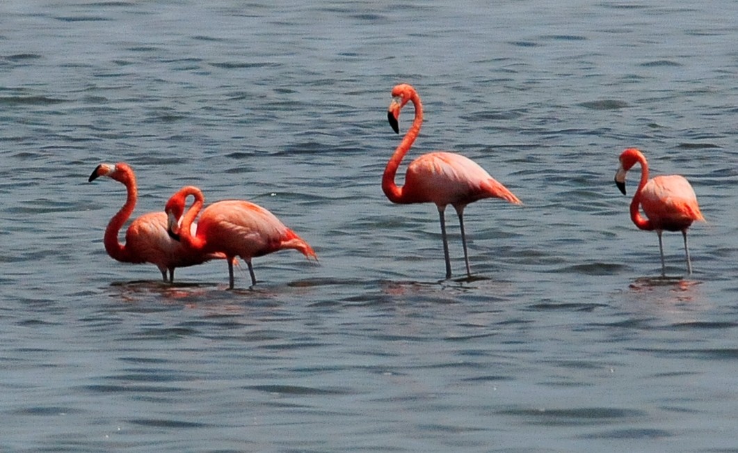 American Flamingo - Kurt Hennige