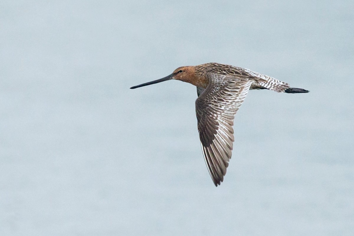 Asian Dowitcher - David Irving
