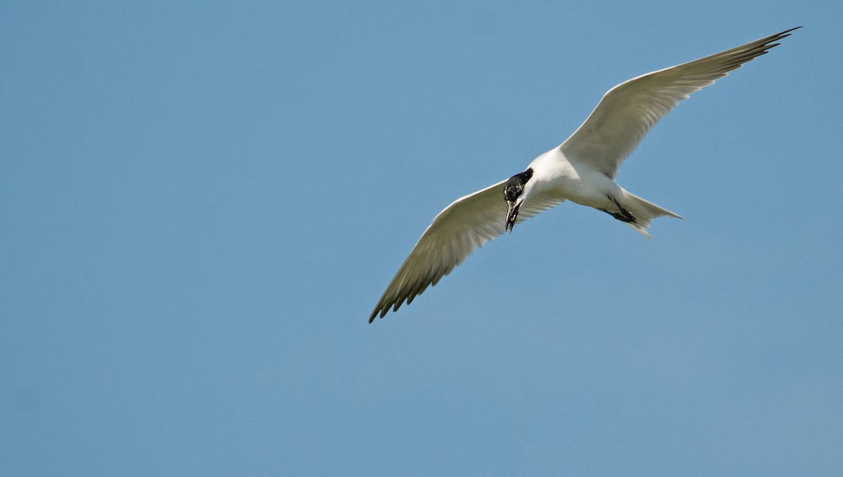 Gull-billed Tern - Matthew Addicks