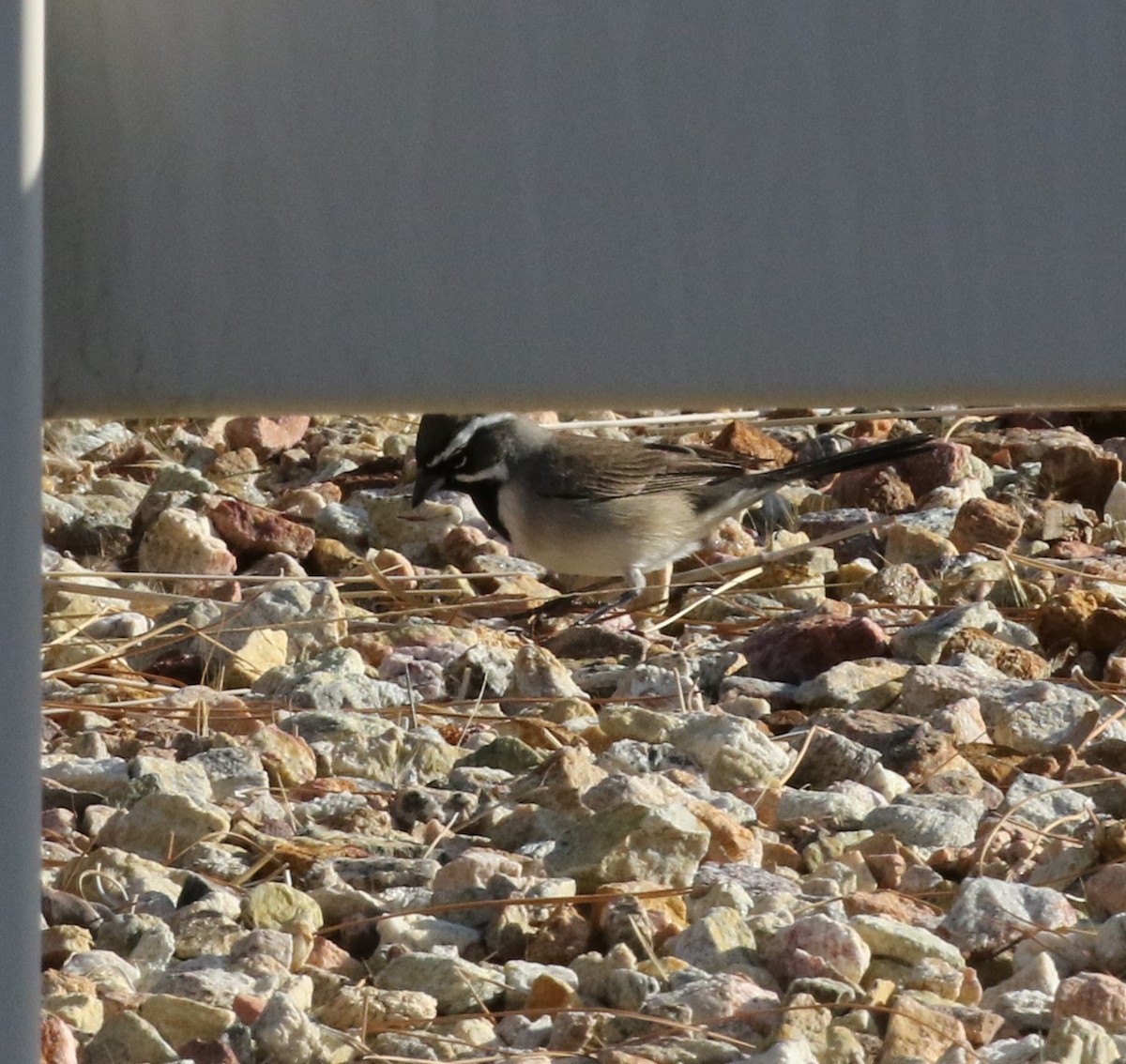 Black-throated Sparrow - ML326595971
