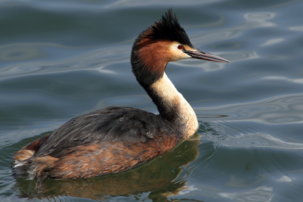 Great Crested Grebe - ML326596971