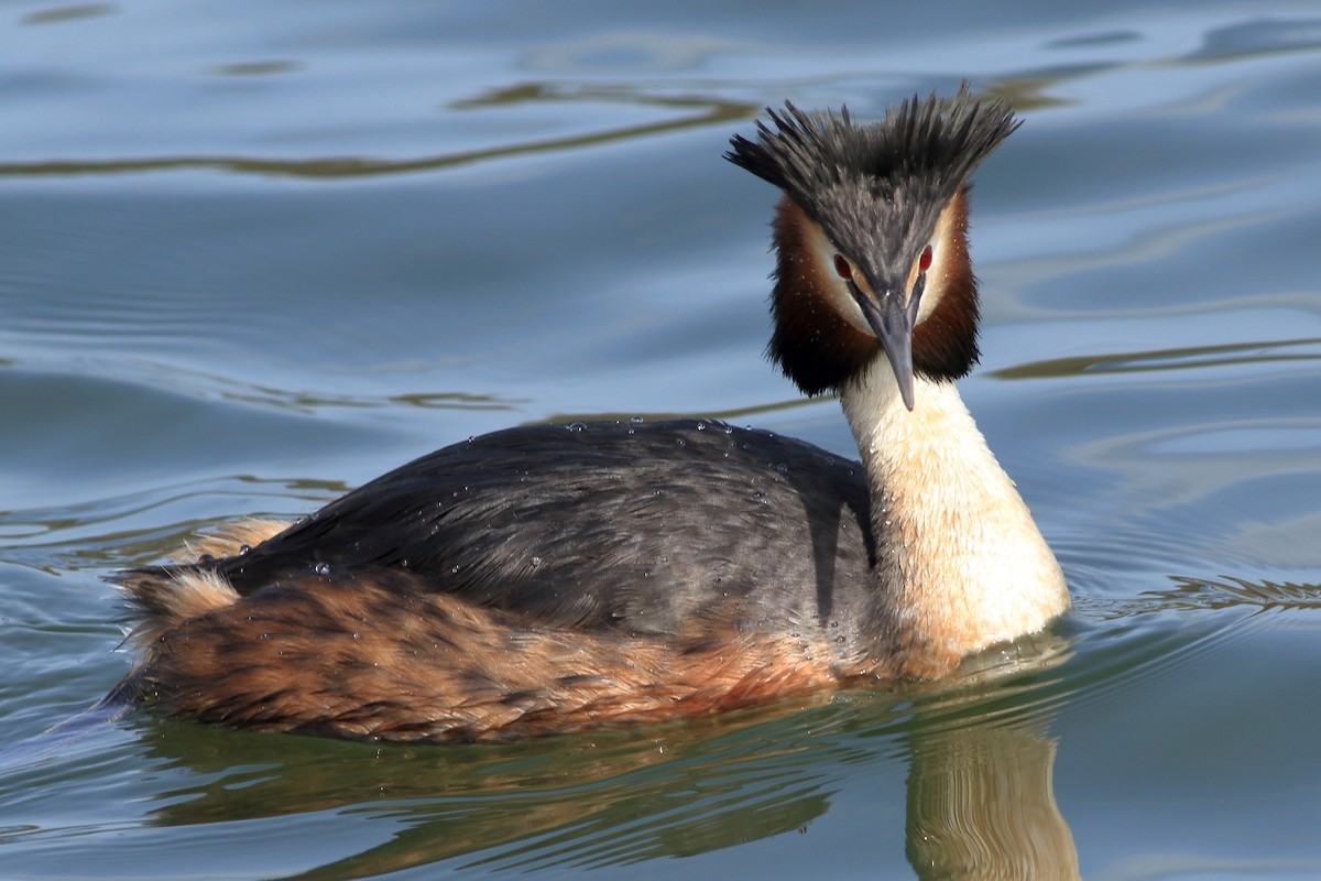 Great Crested Grebe - ML326596981