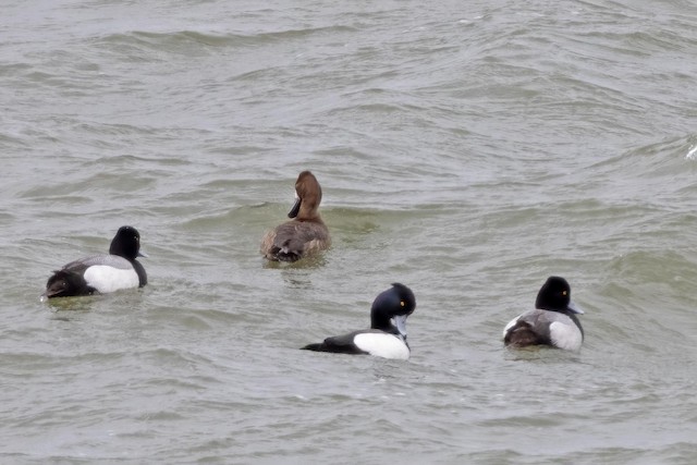 雑種 キンクロハジロ ｘ スズガモ コスズガモ Ebird