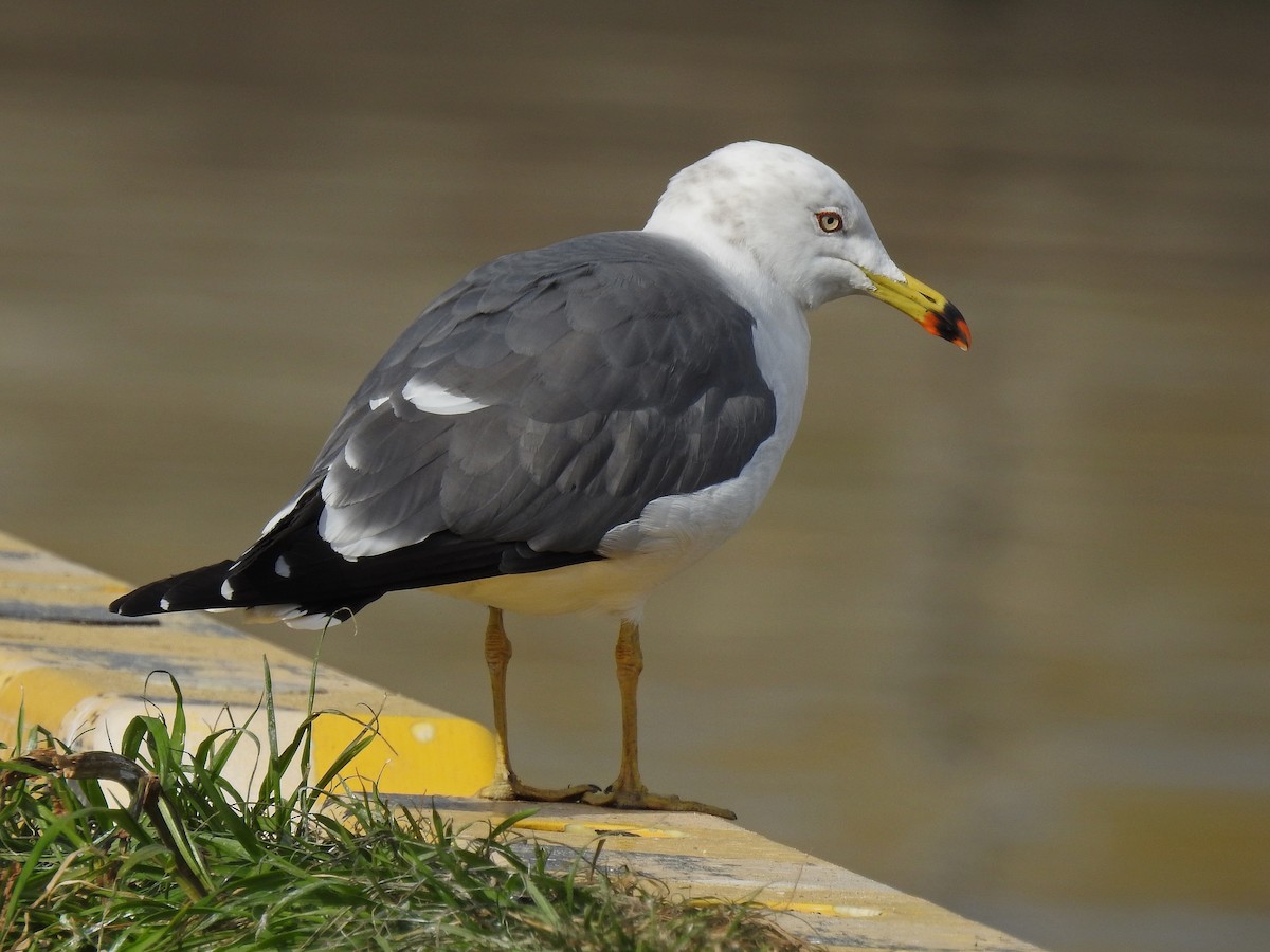 Black-tailed Gull - Oscar Gutiérrez