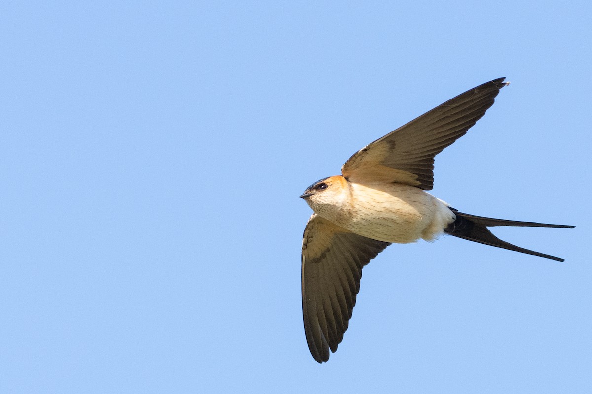 Red-rumped Swallow - ML326599231