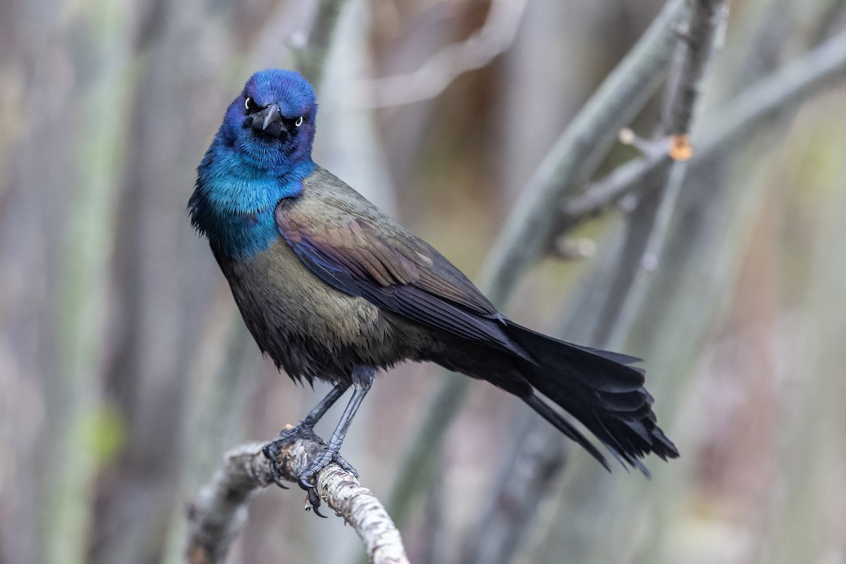 Common Grackle - Brad Imhoff