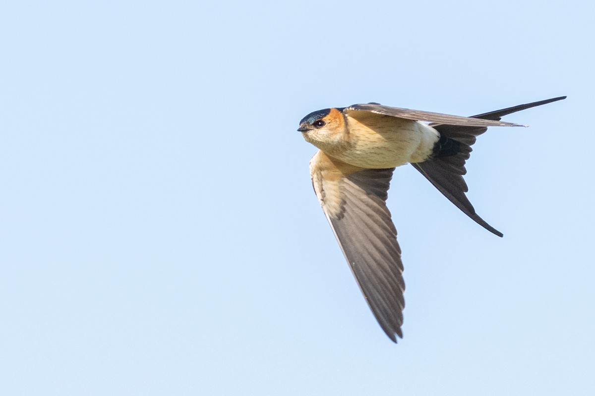 Red-rumped Swallow - ML326599741