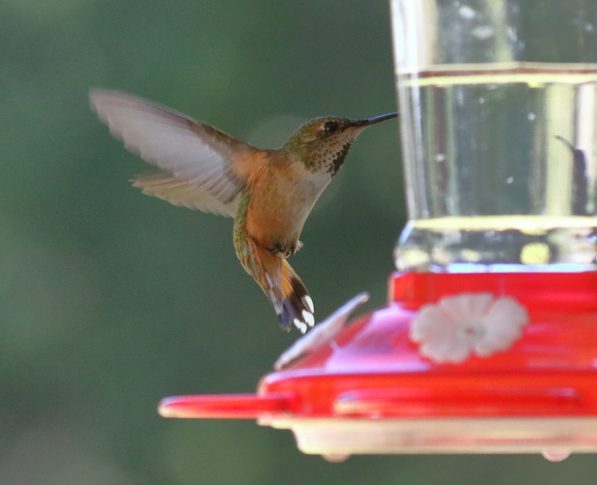 Rufous Hummingbird - ML326610451