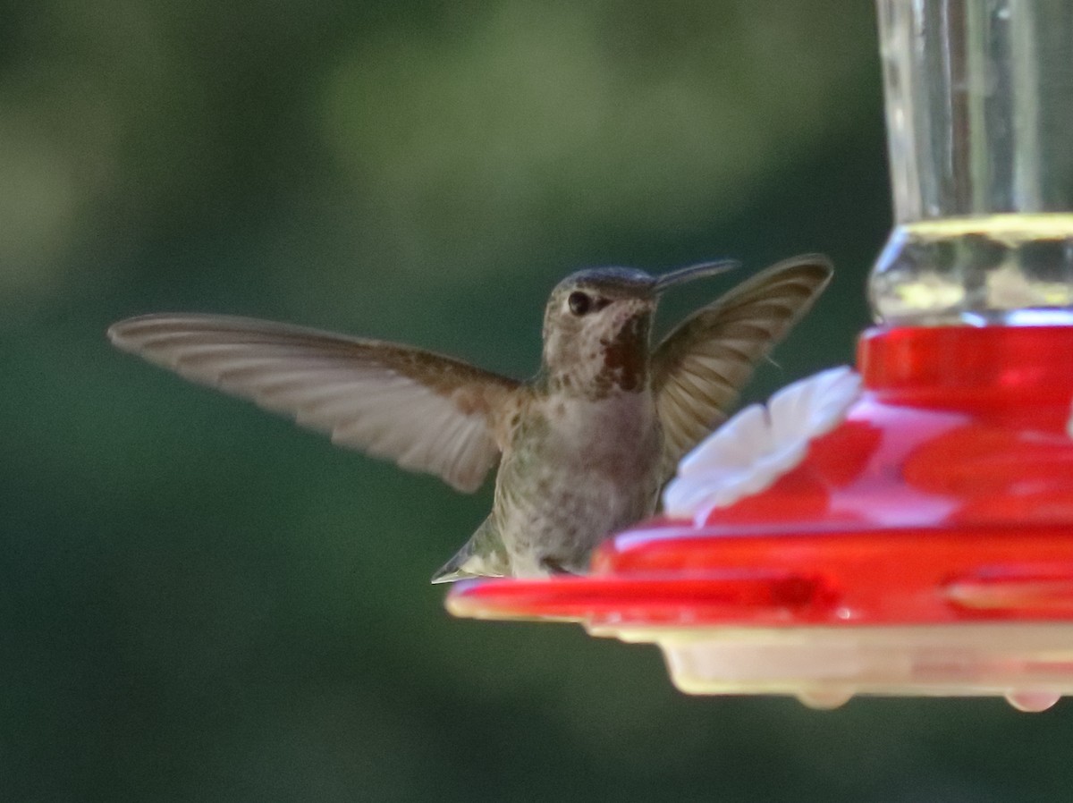 Anna's Hummingbird - ML326610651