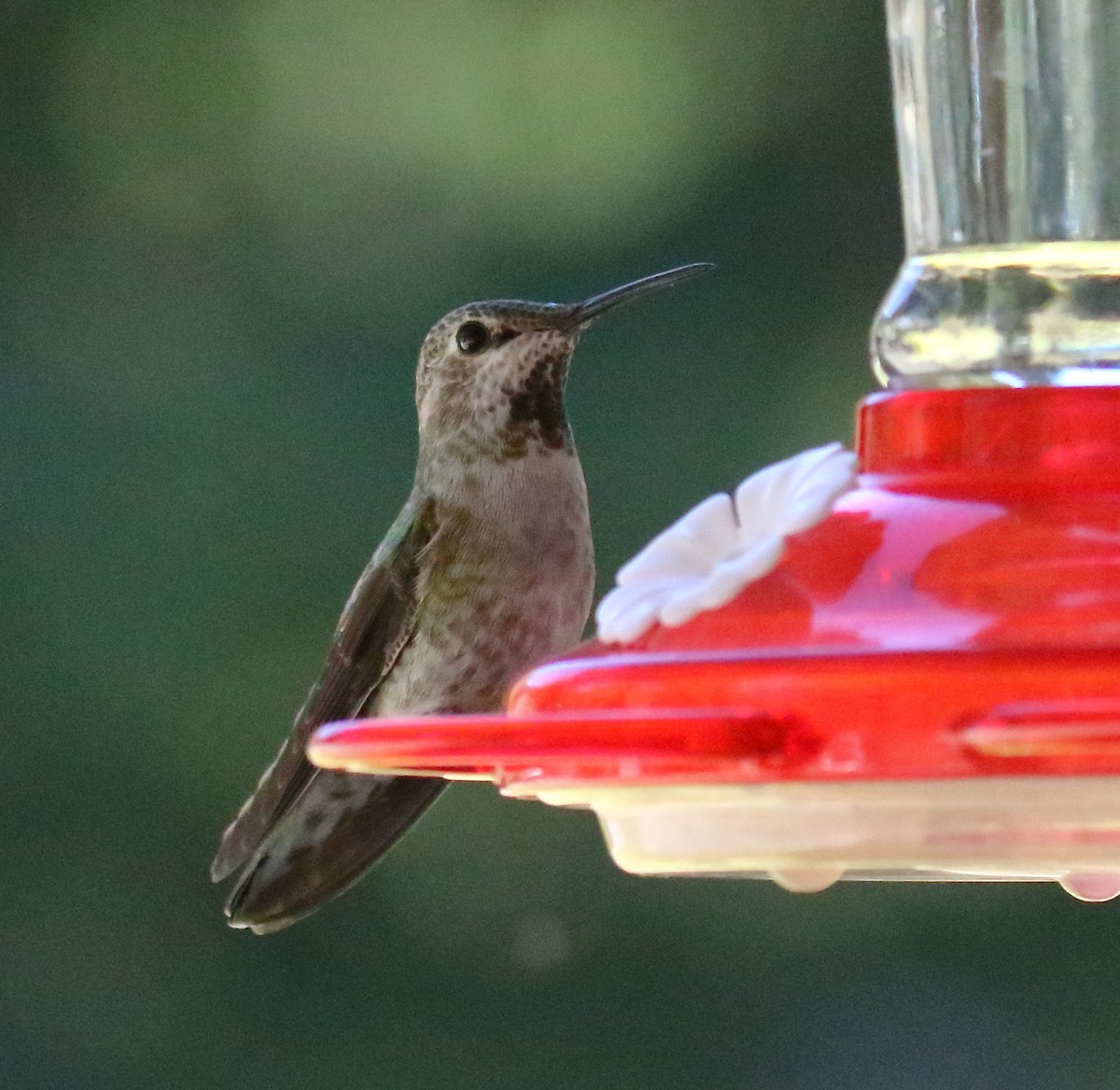 Anna's Hummingbird - ML326610661