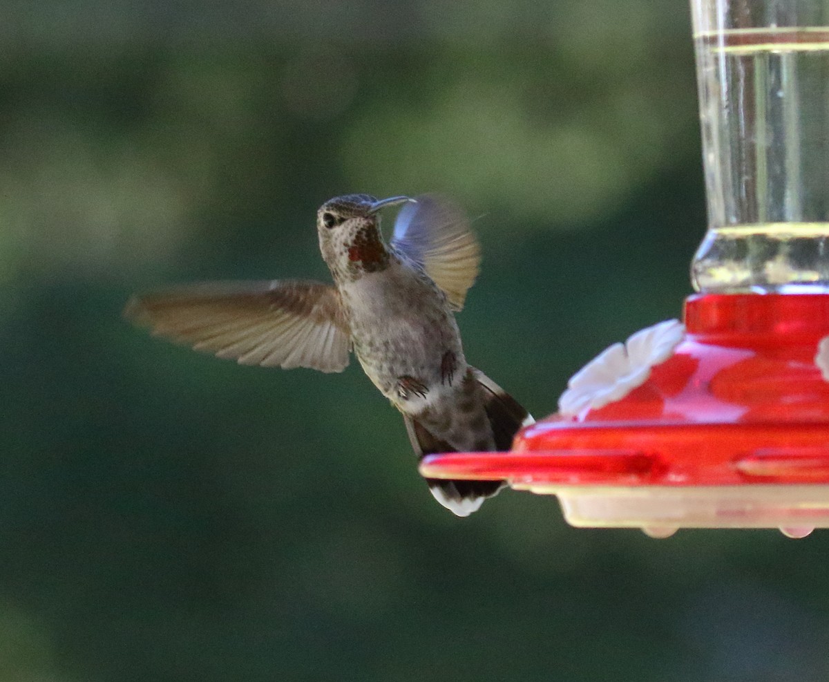 Anna's Hummingbird - ML326610671