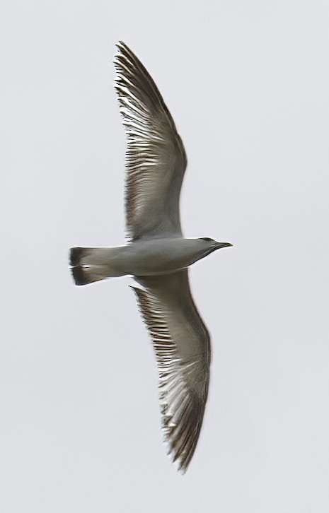 Western Gull - George Nothhelfer