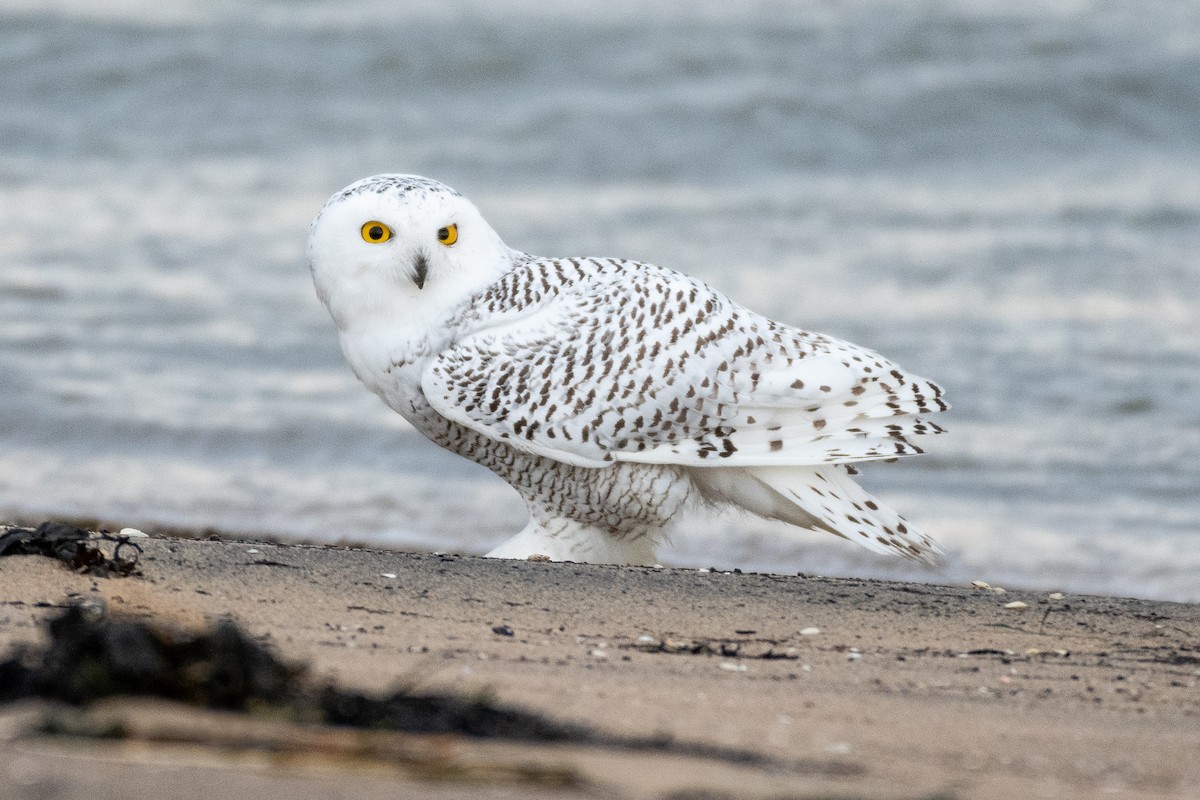 Snowy Owl - David Turgeon