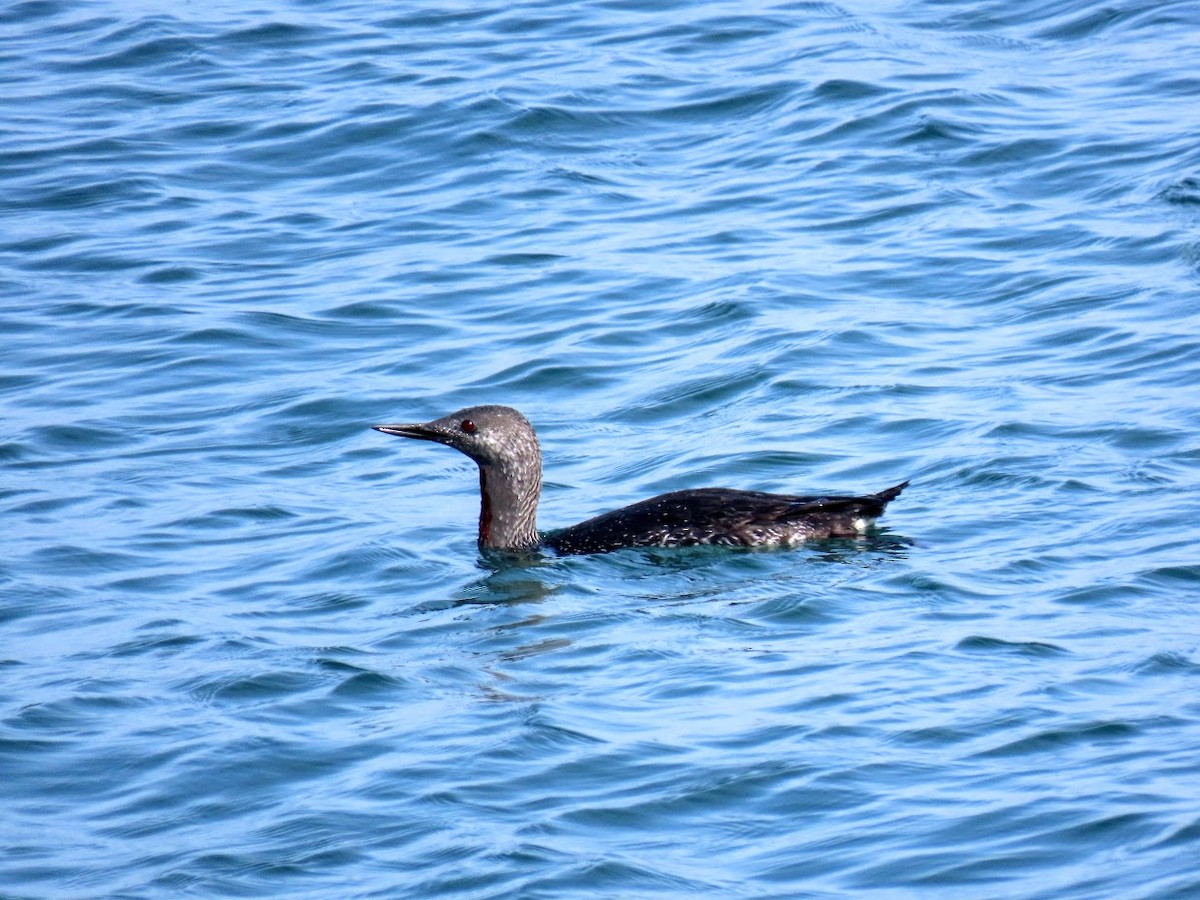Red-throated Loon - ML326619161