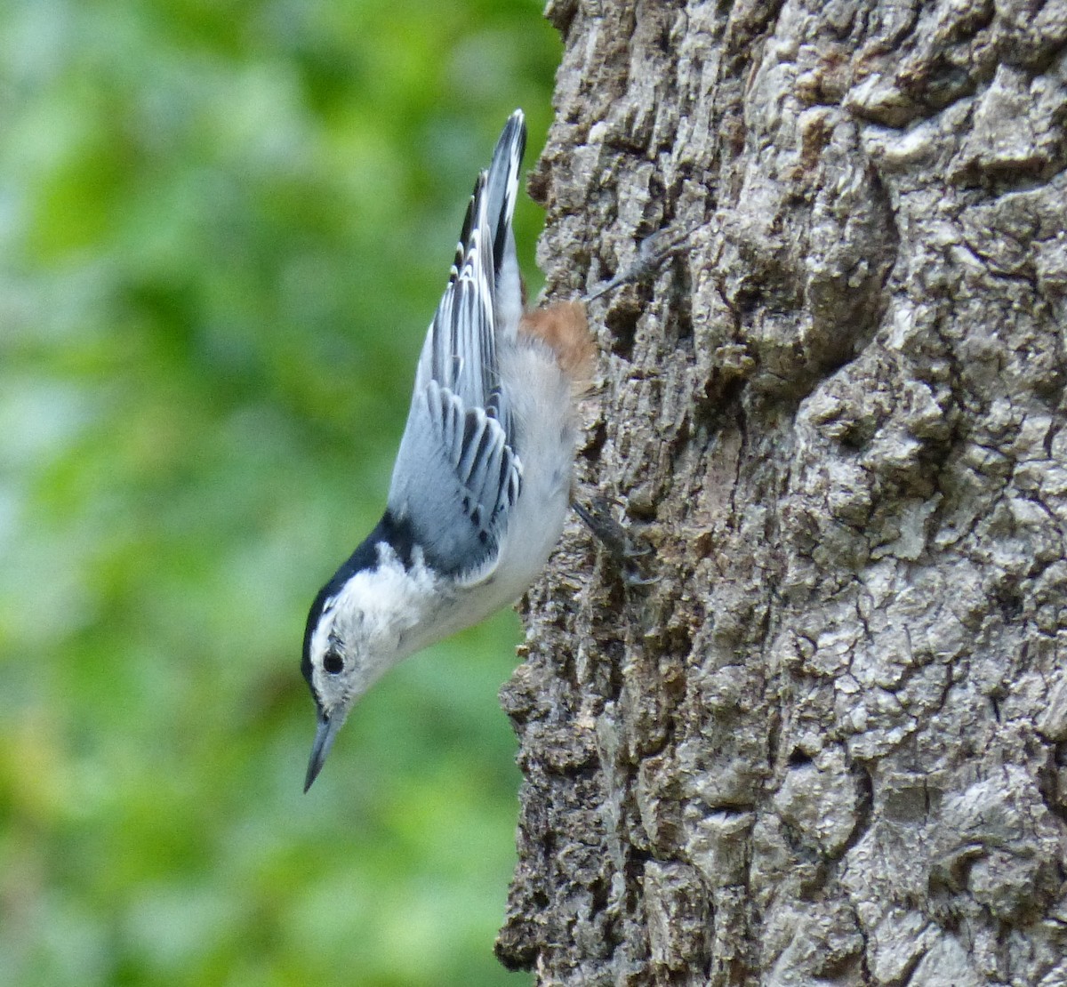 White-breasted Nuthatch - ML32661961