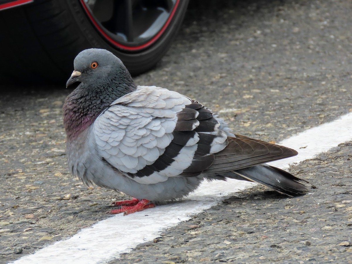 Rock Pigeon (Feral Pigeon) - ML326621151