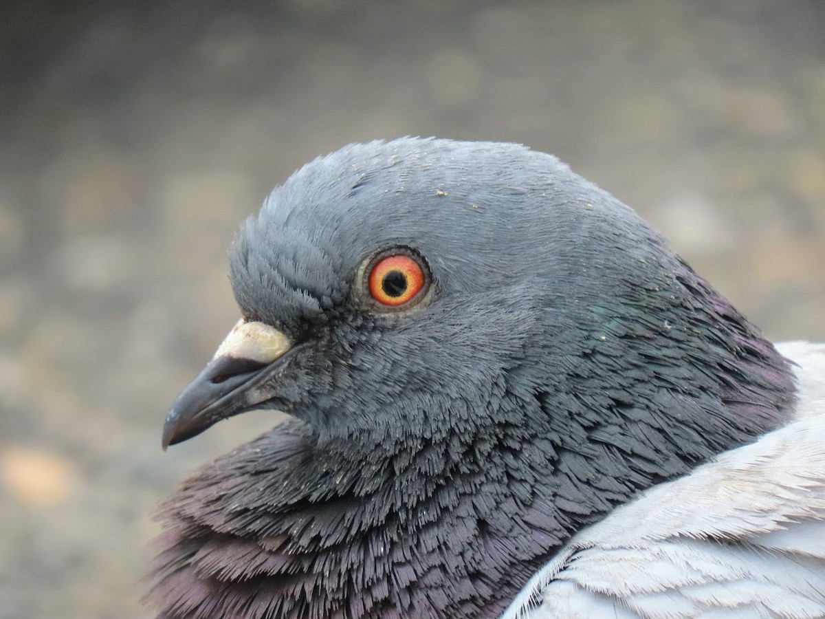 Rock Pigeon (Feral Pigeon) - ML326621161