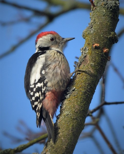 Middle Spotted Woodpecker - Tomáš Grim