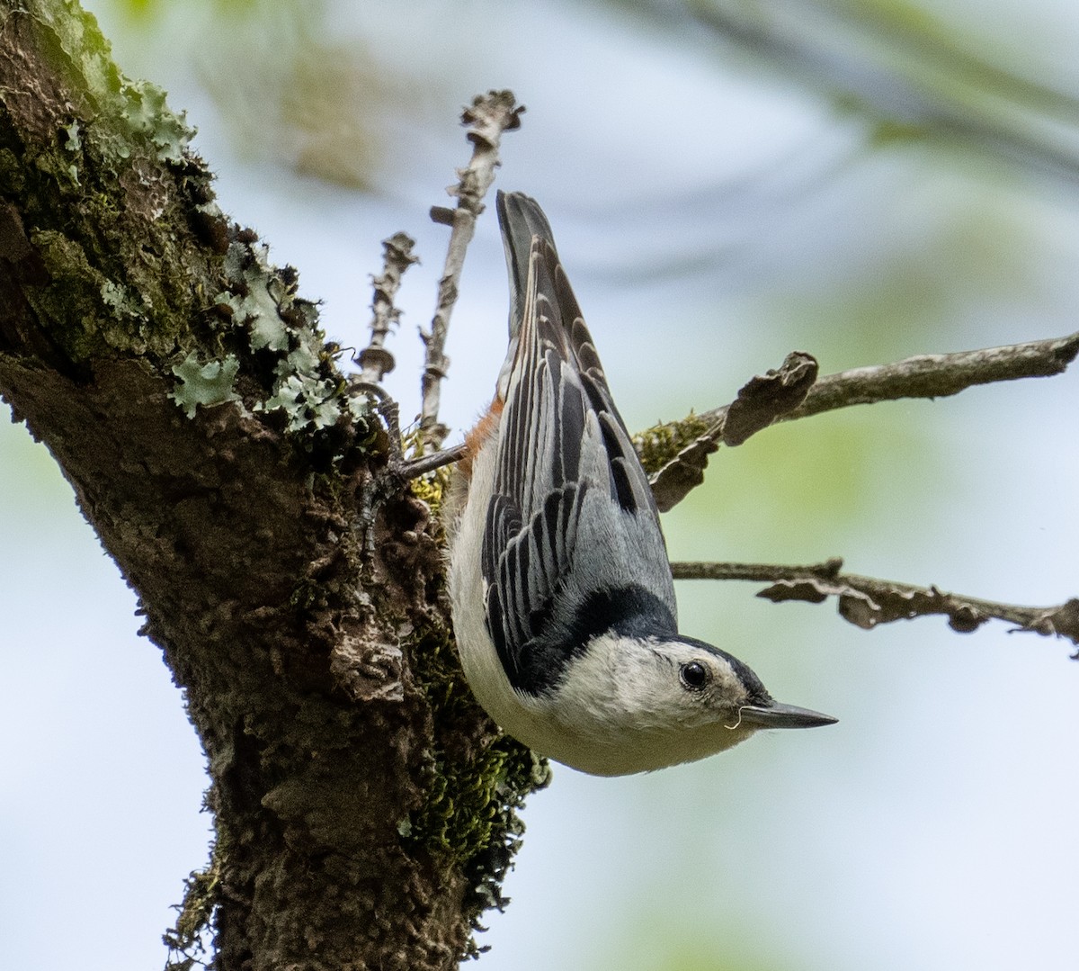 White-breasted Nuthatch - ML326621611