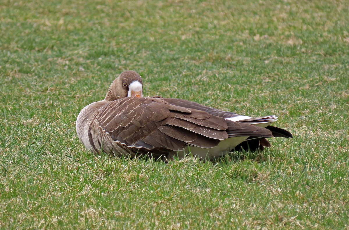 Greater White-fronted Goose - ML326622291