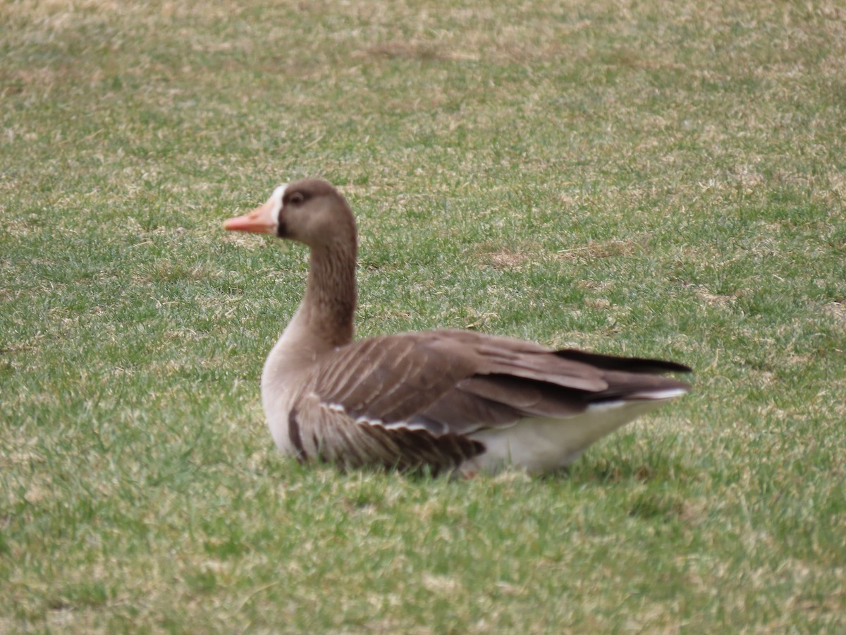 Greater White-fronted Goose - ML326622301