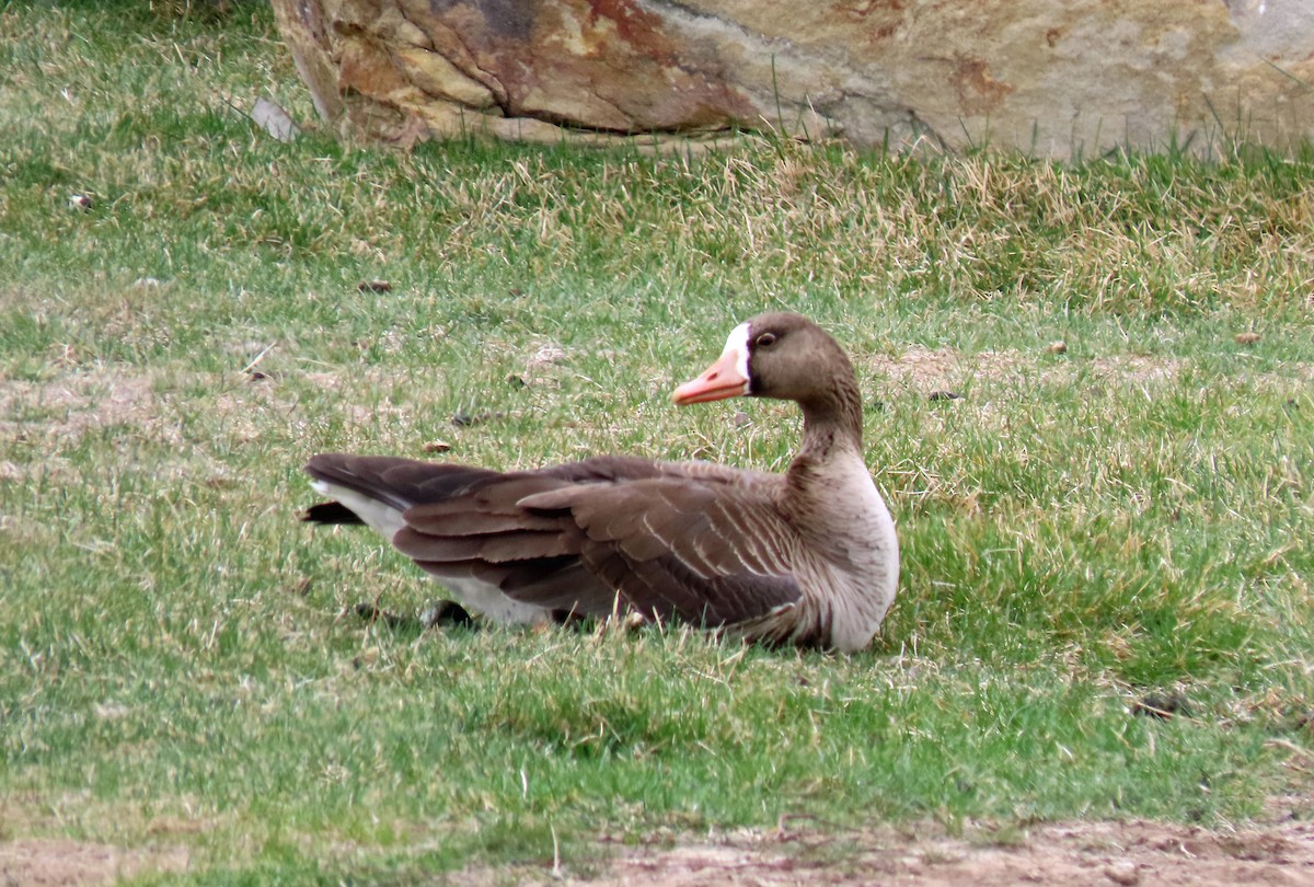 Greater White-fronted Goose - ML326622371