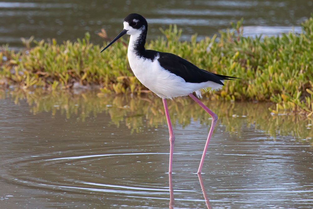 Hawaiian Stilt Information