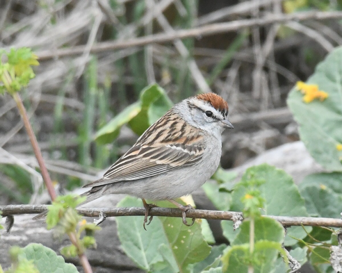 Chipping Sparrow - ML326630801