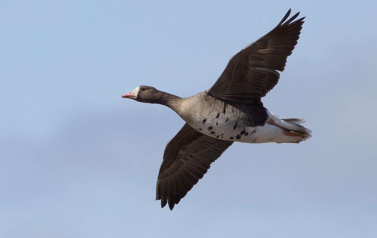 Greater White-fronted Goose - ML326632191