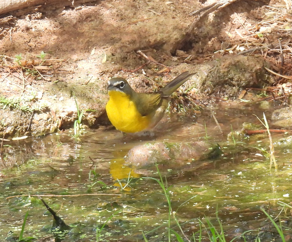 Yellow-breasted Chat - ML326632501