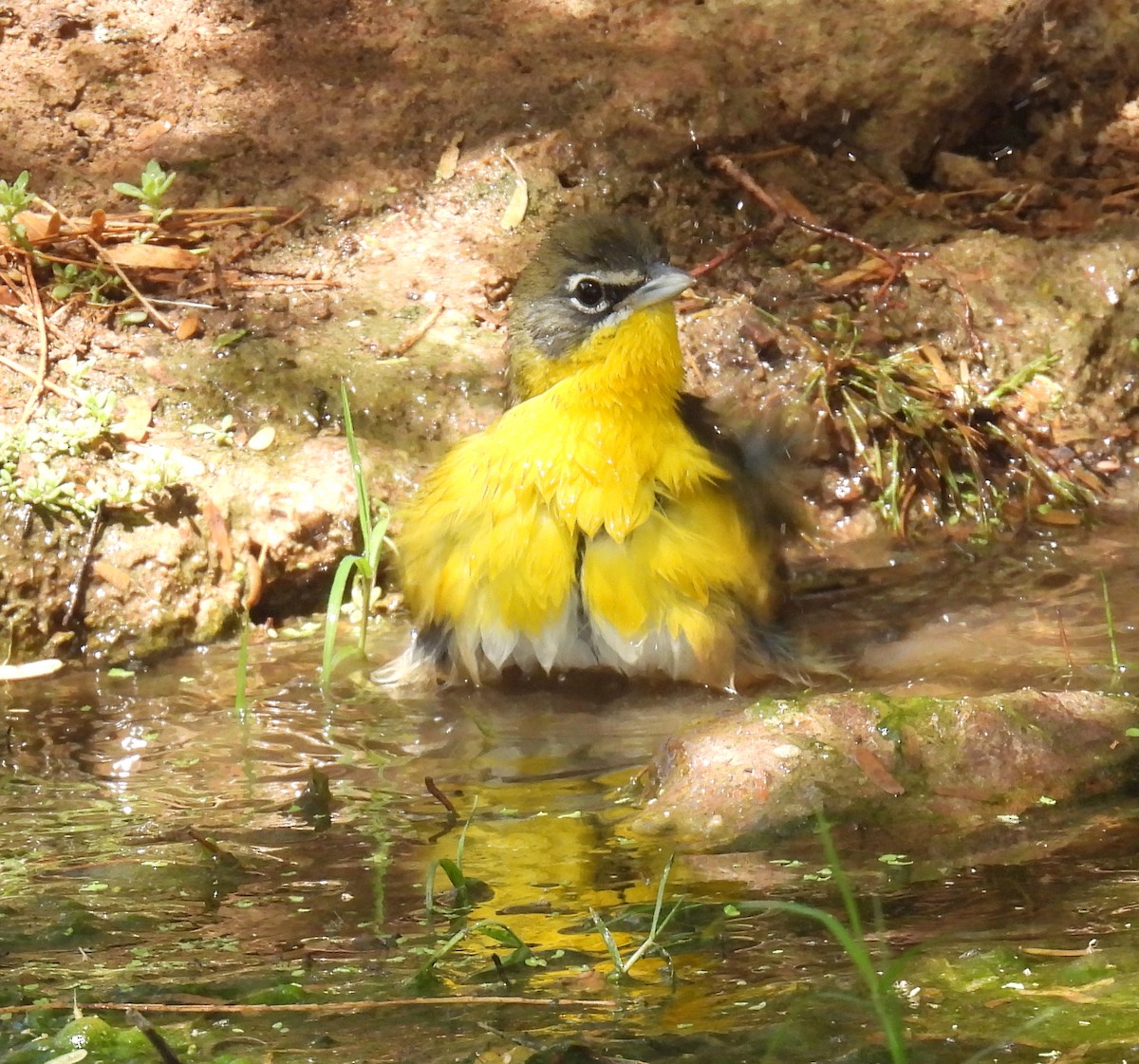 Yellow-breasted Chat - ML326632911