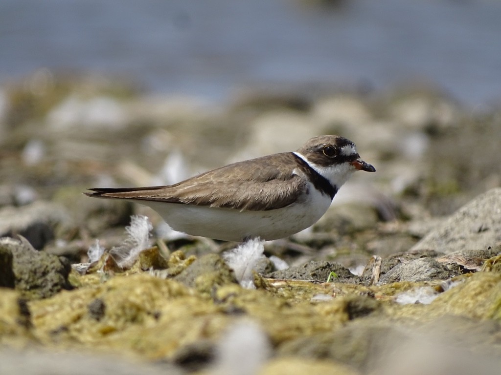 Semipalmated Plover - ML32663351